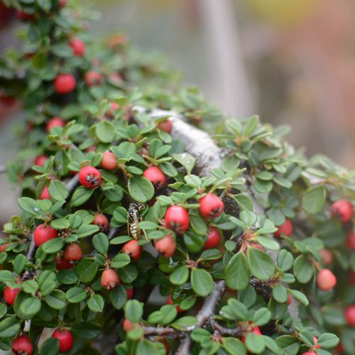 COTONEASTER